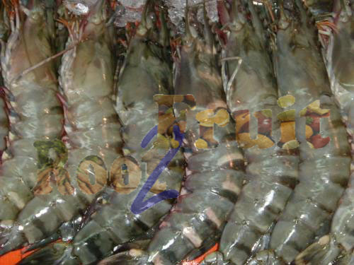 Black Tiger Prawns