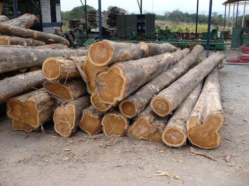 Cameroon Teak Wood Logs