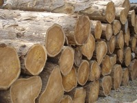 Quality Cameroonteak Wood Logs For Supply, Brand Name : MGTMVG