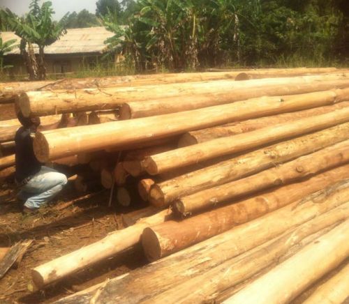 Eucalyptus Wood Poles