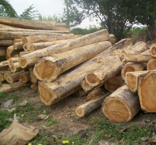 Hardwood Logs,Teak Logs, Tali