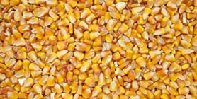 Corn Germ