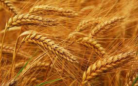 Organic Wheat Seeds, For Bakery Products, Cookies, Cooking, Making Bread, Packaging Type : Gunny Bag
