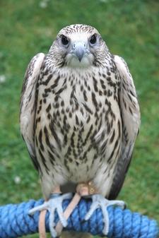 Prey Birds, Fertile Eggs