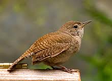 Wrens Birds, Fertile Eggs