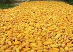Yellow corn, Speciality : Organic
