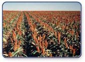 Sorghum