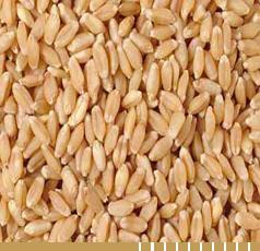 S.R.Exports Wheat