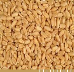 S.R.EXPORTS Wheat Grains