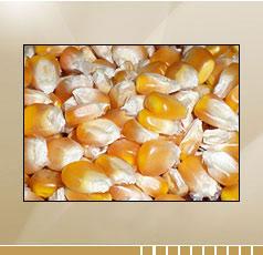 S.R.Exports Yellow Maize