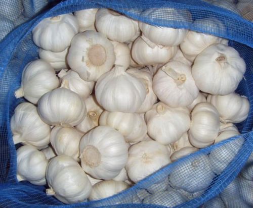 Fresh White Garlic