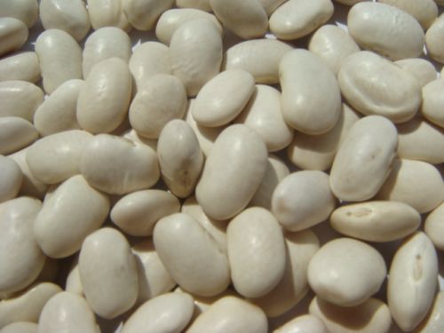 White kidney beans, Cultivation Type : Organic