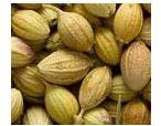 Coriander seeds, Drying Process : Sun Dried