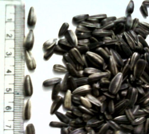 Grey Sunflower Seeds, For Agriculture, Cooking, Medicinal, Style : Dried