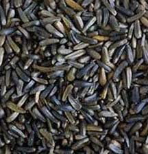 Organic Niger Seeds, For Agriculture, Food, Medicinal, Style : Dried