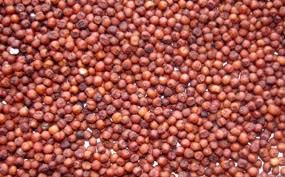 Organic Ragi Seeds, For Agriculture, Cooking, Medicinal, Style : Dried
