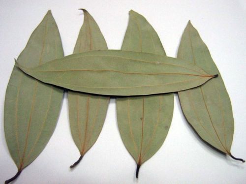 Dried Bay Leaves