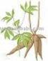 Cassava