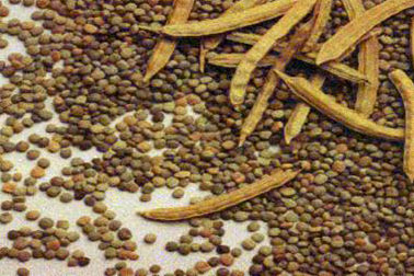 Guar Seeds