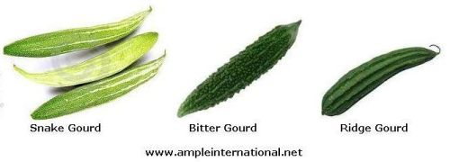 Bitter Gourd