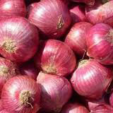 Fresh Onion, Color : Red