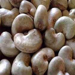 Cashew nut