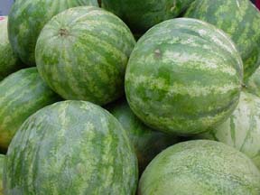 Organic watermelon, Packaging Type : green