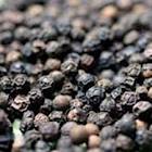 Black pepper, Cultivation Type : Natural