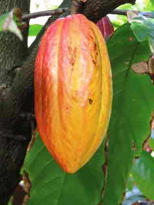 Cocoa beans, Packaging Type : Resealable Pouch