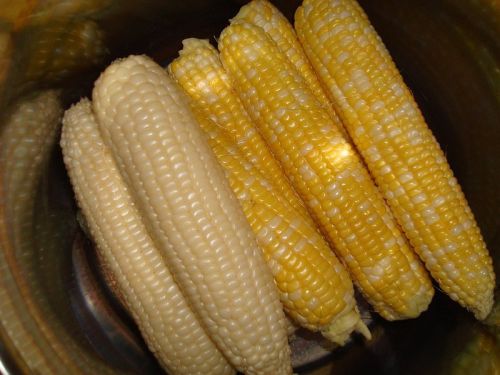 Corn, Maize