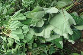 Fresh garlic, Packaging Type : white