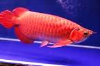 Top Quality Super Red Arowana Fish