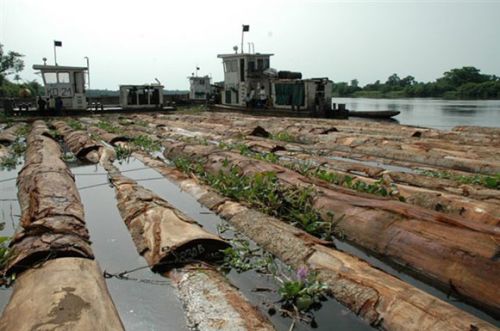 Iroko Lumber, Bubinga Lumber, Teak Lumberiroko Lumber, Bubinga Lumber , Teak