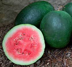 Organic Watermelon