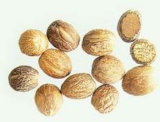 Nutmeg Seed