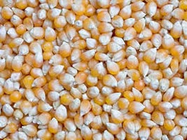 Organic Maize