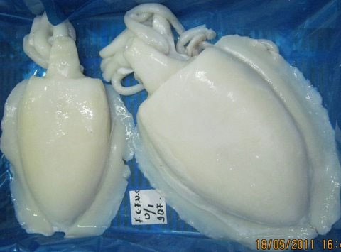 Frozen Cuttlefish - Whole Cleaned