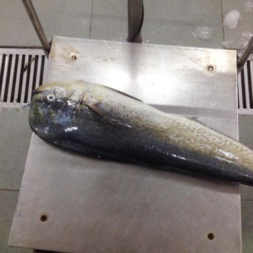 Whole Frozen Mahi Mahi Fish, For Cooking, Food, Packaging Type : Box