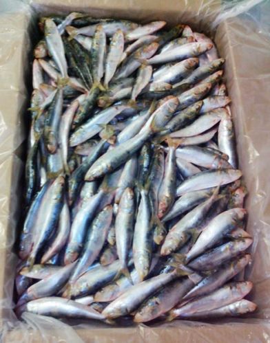 Frozen Sardine Fish, For Cooking, Food, Packaging Type : Thermocole Box