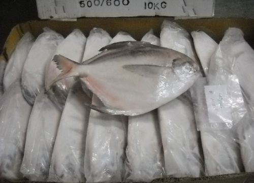 Frozen Silver Pomfret