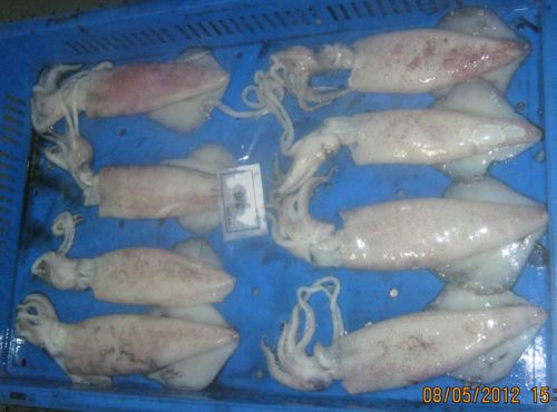 Frozen Squid - Whole