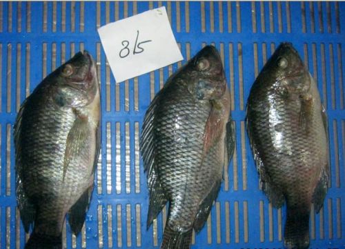 Frozen Tilapia Whole Round Fish, For Cooking, Food, Packaging Type : Carton Box