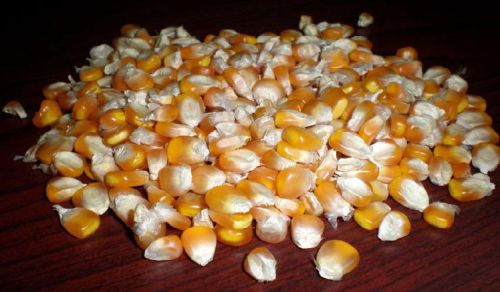 Maize Seeds