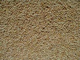 Millet Seeds