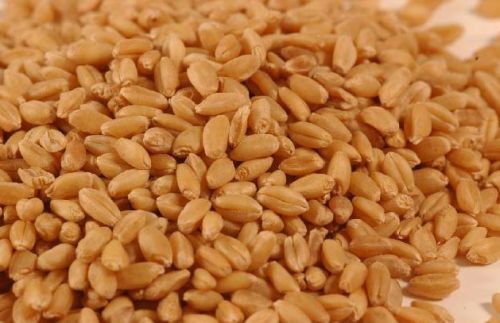 Wheat Feature : High In Protein, Good For Health