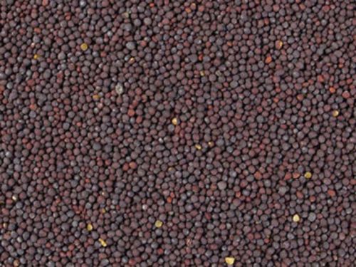 Organic Black Mustard Seed