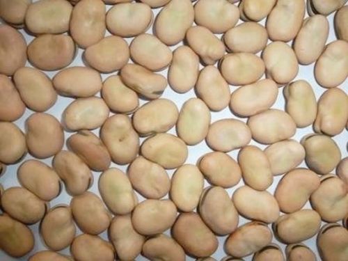 Broad Bean,faba Bean, Certification : SGS, Grade : AA