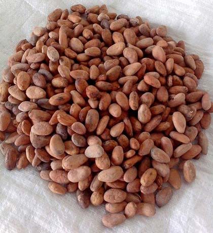Dried Cocoa Beans