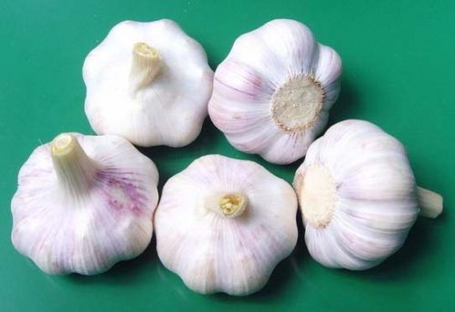 Common Garlic