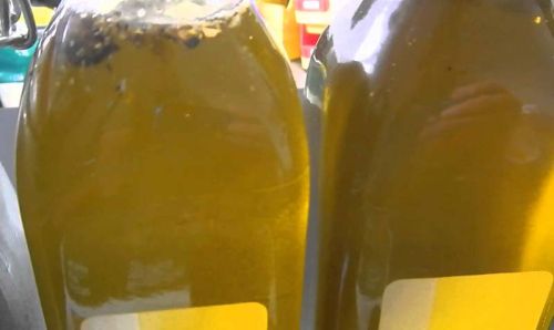 Moringa Oleifera Oil